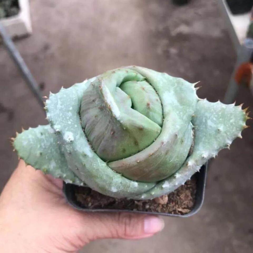 元宝芦荟不夜城鬼切多肉植物防辐射桌面小盆栽四季常青好养绿植
