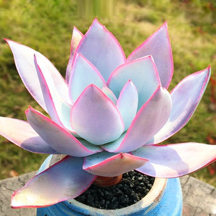 广寒宫多肉植物超粉超大晚霞蓝光伯克利锦白玫瑰植物薄叶三仙绿植