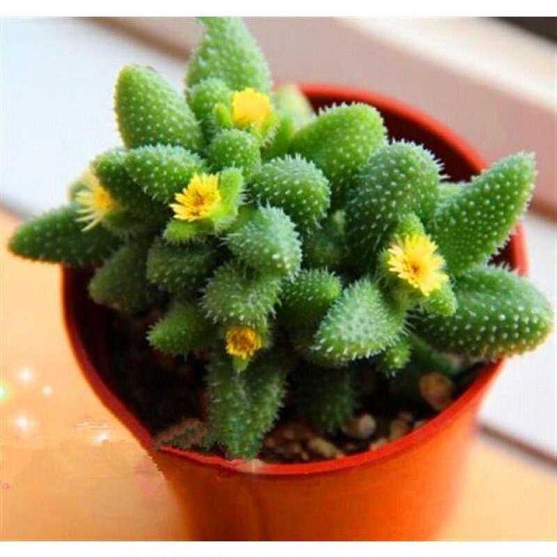 满额包邮/多肉植物【雷童】精品肉肉/组合盆栽/办公室绿植防辐射