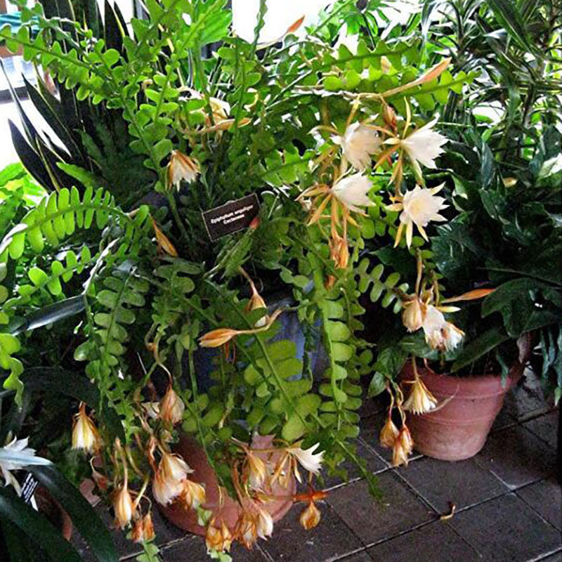 锯齿昙花苗非鱼骨令箭稀有花卉绿植卧室桌面小盆栽美观趣味防辐射