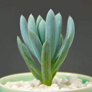 蓝松菊科千里光属多肉植物绿色室内阳台桌面小盆栽