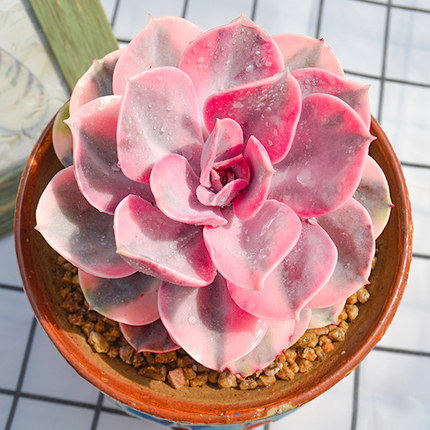 彩虹贵货多肉植物肉肉正品盆栽组合花卉紫珍珠肉肉绿植状态好鲜艳