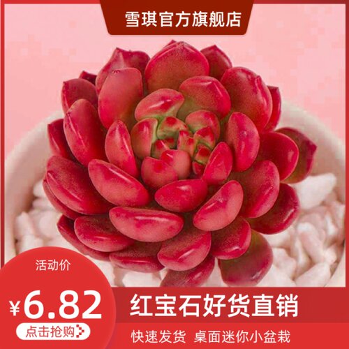 绿植红宝石群生姬莲组合多肉植物