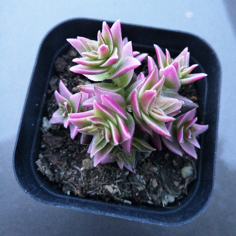 茜之塔/茜之塔锦 整盆带盆发货 景天科多肉植物