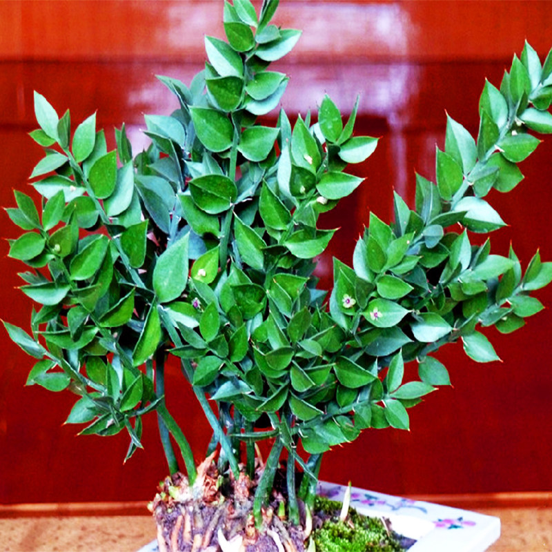 假叶树瓜子松办公室卫生间桌面净化空气吸甲醛小盆栽