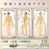 人体标准经络穴位病症对照骨骼肌肉组织血管分布中医养生针灸挂图