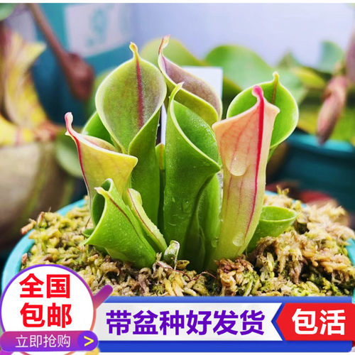太阳瓶子草喜阴食虫植物