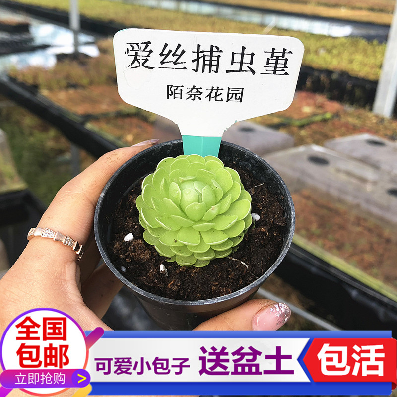 爱丝捕虫堇驱蚊苍蝇植物粘液