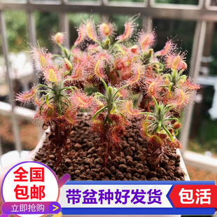 蝎子迷你茅膏菜捉小飞虫驱蚊草食虫草捕蝇草绿植盆栽小型食虫植物