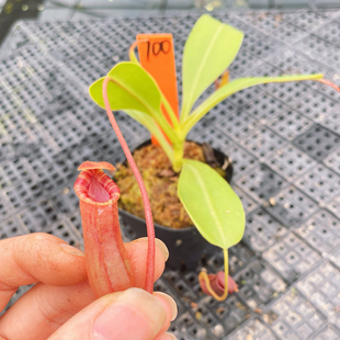 一物一拍700号,黑精灵猪笼草,劳氏x葫芦,发的就是图片上这盆
