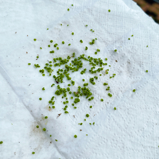 迷你茅膏菜冬芽 月亮湖詹姆斯美丽曼妮金丝绒新采收的食虫草种子