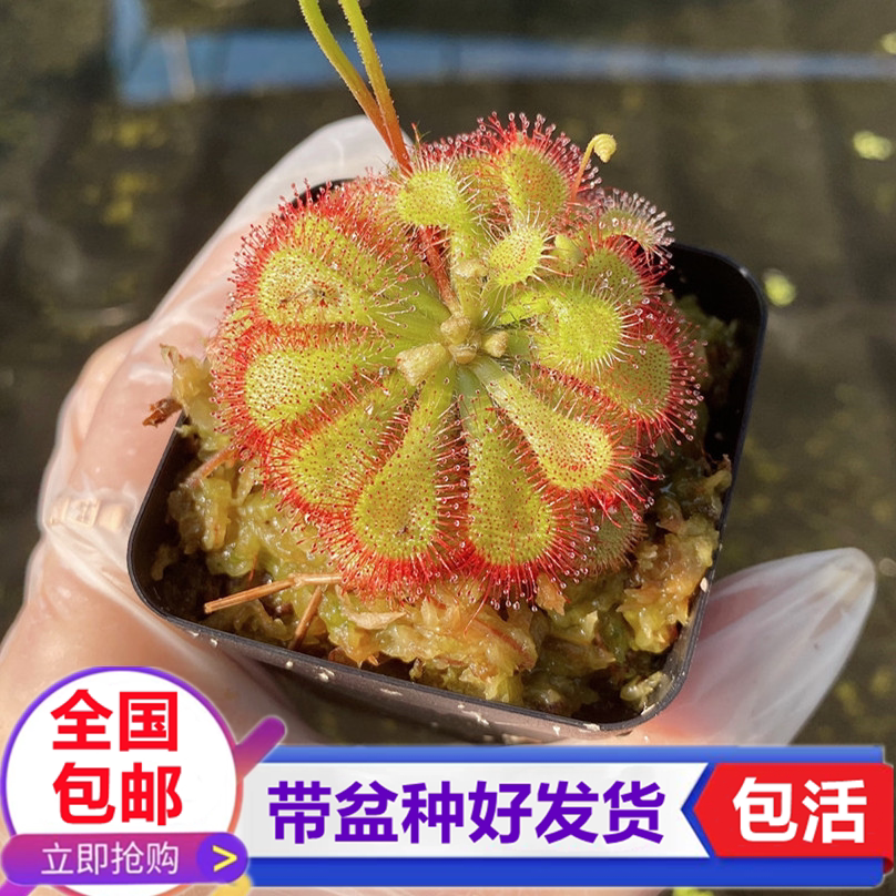 狄尔斯茅膏菜食虫草捕苍蝇食虫植物粘液捉虫子驱蚊草驱虫草绿植