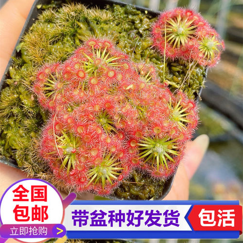 月亮湖迷你茅膏菜食虫植物捉虫子驱蚊草食虫草捕蝇草盆栽小型品种