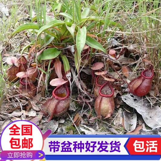 贡布猪笼草 捉虫子苍蝇食虫植物驱虫草喜阴绿植喜阴花盆栽捕虫草