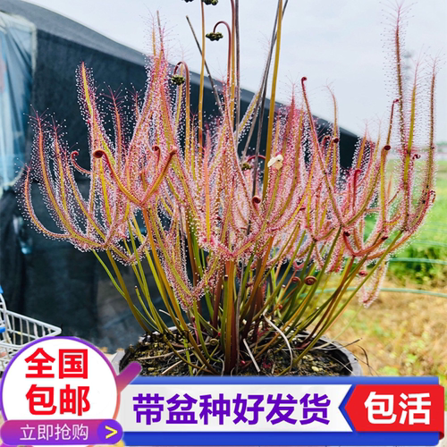 巨叉茅膏菜巨型食虫草捕虫草食虫植物粘液捉苍蝇驱蚊草驱虫草绿植