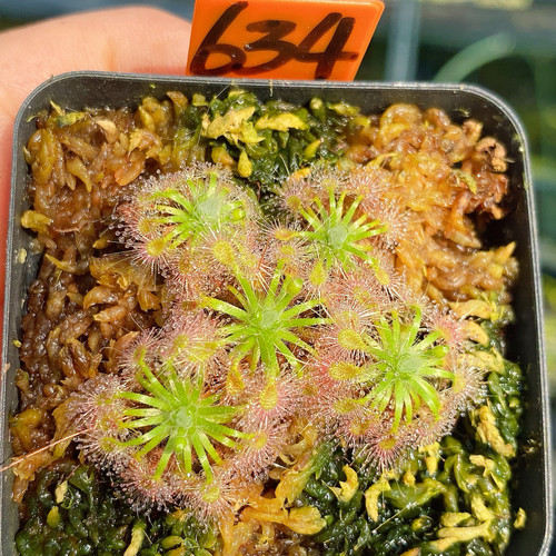 一物一拍634号，曼妮奥美莎迷你茅膏菜群生，发的就是图片这盆