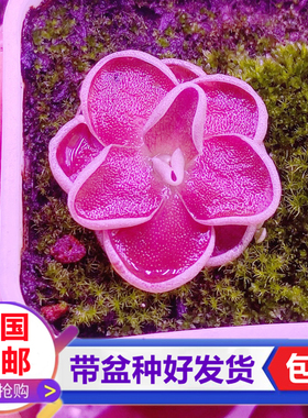 埃尔米拉多捕虫堇红色食虫植物捕小黑飞虫食虫草捕蝇草驱蚊食虫草