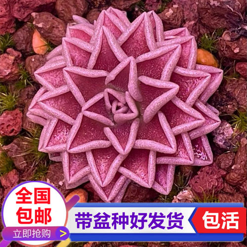 托兰通戈爱兰捕虫堇粘小黑飞虫食虫草小型食虫植物捕蝇草桌面绿植