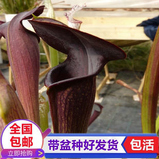 黑管翼状瓶子草 食虫植物捕虫草驱蚊草食虫草捕蝇草食人花卉绿植