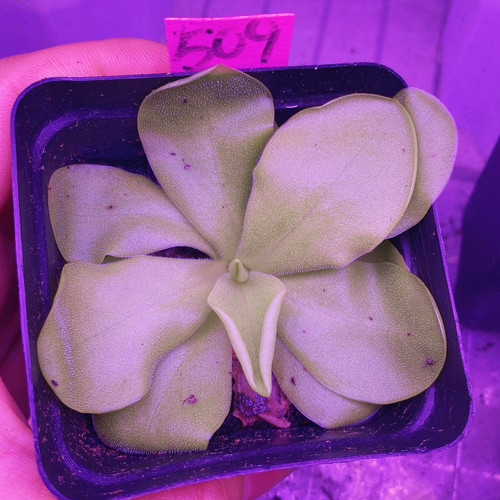 一物一拍509号，缇娜捕虫堇，发的就是图片这盆