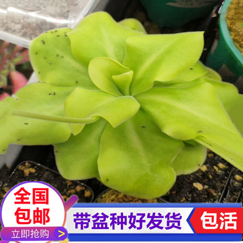 缇娜捕虫堇Tina食虫植物捕蚊子飞虫驱蚊草食虫草捕蝇草花卉绿植