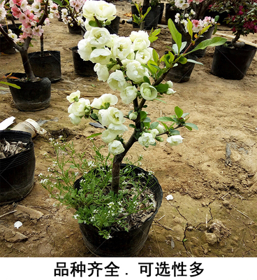 长寿冠西府垂丝木瓜海棠简单好养植物包邮室内室外卧室阳台盆栽款