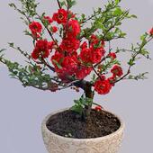 海棠花盆栽四季 开花长寿花卉植物多色盆景室内室外阳台耐旱热销款