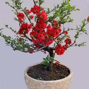 海棠花盆栽四季开花带花苞盆景