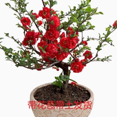 海棠花盆栽四季 开花长寿花卉植物多色盆景室内室外阳台耐旱热销款