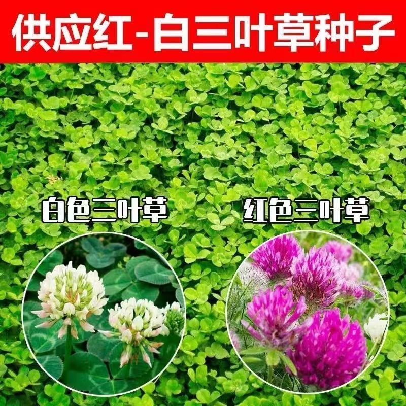 花木小筑牧草种子开花