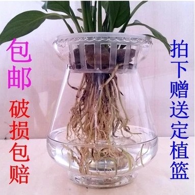 ガラスの植木鉢の水培透明な花瓶があります。