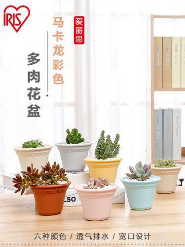 爱丽思彩色多肉植花盆简约塑料
