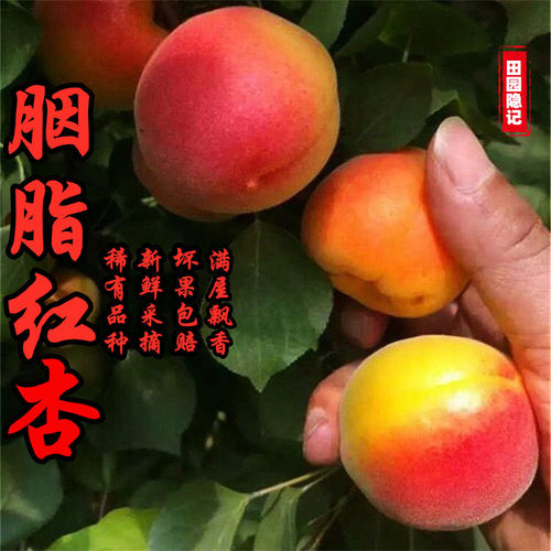 河北现摘露天红杏软糯香甜