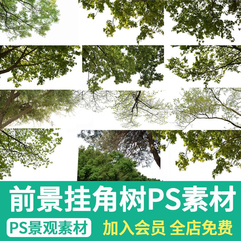 前景挂角树建筑园林景观后期效果图PSD免抠png植物贴图配景素材