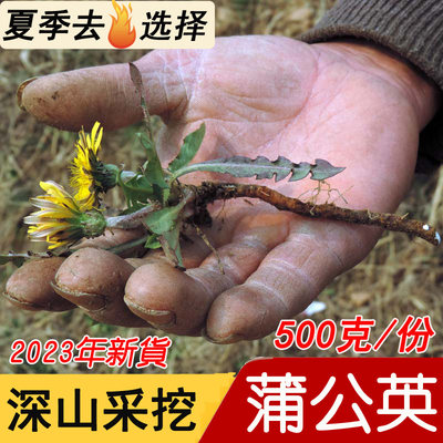 蒲公英中药材2024年蒲公英根茶新鲜婆婆丁干品深山蒲公英晒干500g