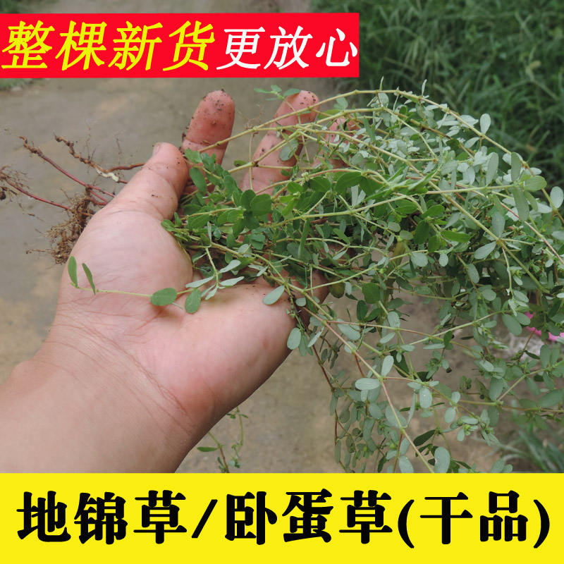 地锦草新货干品卧蛋草铺地草铺地锦 整棵新鲜晒干500克包邮 传统滋补营养品 其他药食同源食品 原图主图