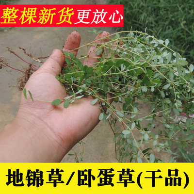 地锦草中药材2025年新货干品卧蛋草铺地草铺地锦新鲜晒干500克