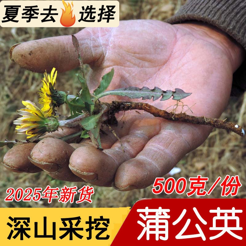 蒲公英中药材2025年蒲公英根茶新鲜婆婆丁干品深山蒲公英晒干500g