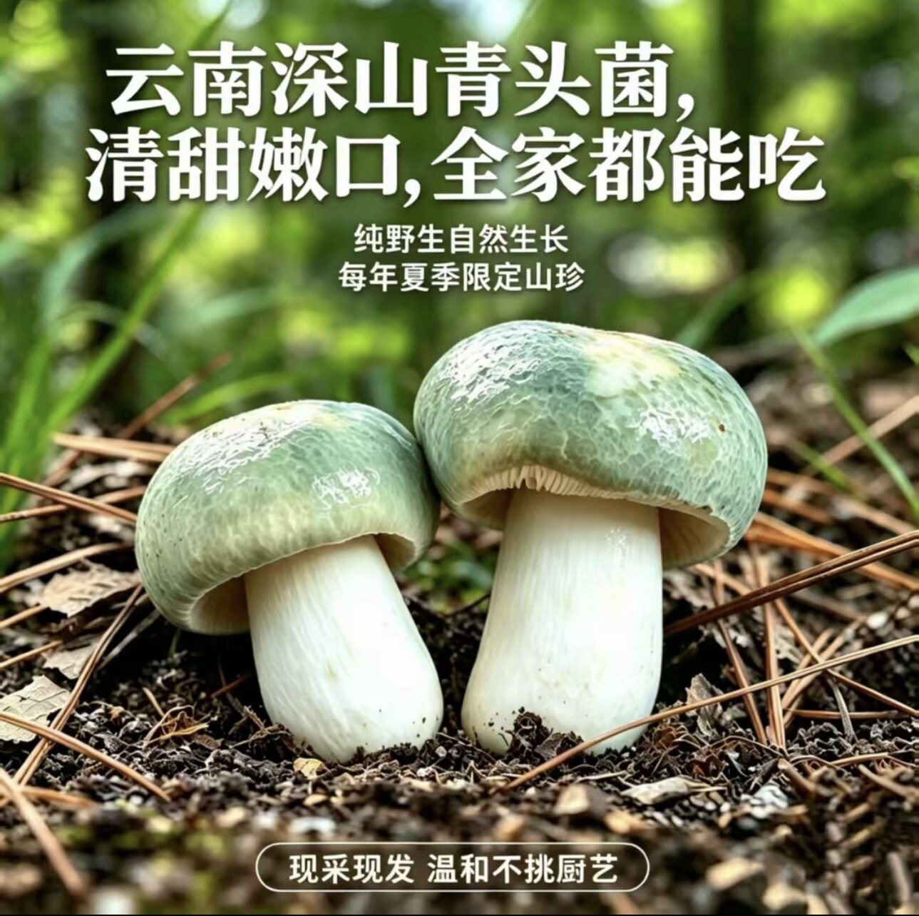 【云南特产新鲜青头菌】当季野生菌煲汤爆炒佳选顺丰冷链