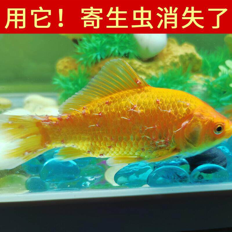 外寄驱虫灵寄生虫鱼药鱼身外寄生虫绝杀观赏鱼蹭缸外寄鱼药小瓜虫