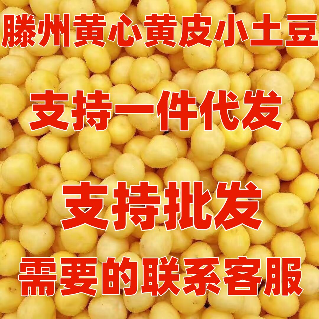 山东滕州正宗新鲜土豆马铃薯小土豆迷你黄心黄皮农家自种现挖洋芋