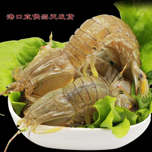 莱州湾皮皮虾鲜活爬虾濑尿虾富贵虾婆虾姑琵琶虾带籽公母250g满包