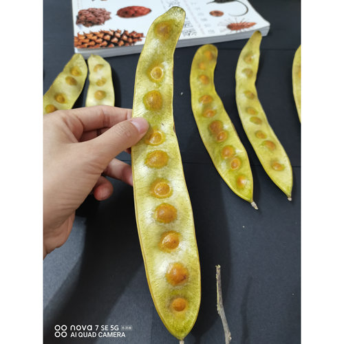 天然植物合欢阔叶标本框DIY