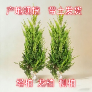 松柏塔柏树苗清明墓地坟头侧柏四季长青宝塔坟地松龙柏植物地栽苗