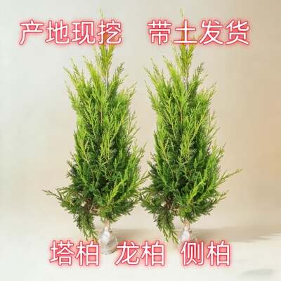 松柏塔柏树苗清明墓地坟头侧柏四季长青宝塔坟地松龙柏植物地栽苗