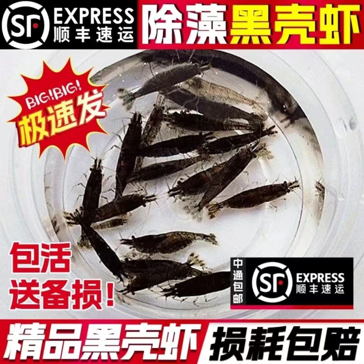 黑壳虾鱼缸水族箱水草清洁除藻工虾