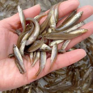 麦穗鱼鳑鲏鱼饲料鱼活体鱼苗淡水养殖小鱼龙鱼鳄龟饲料喂龟