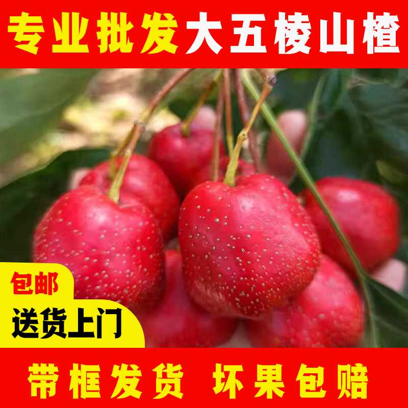大五棱山楂批发糖葫芦山楂五棱新鲜山楂歪把红金星甜红子山楂批发
