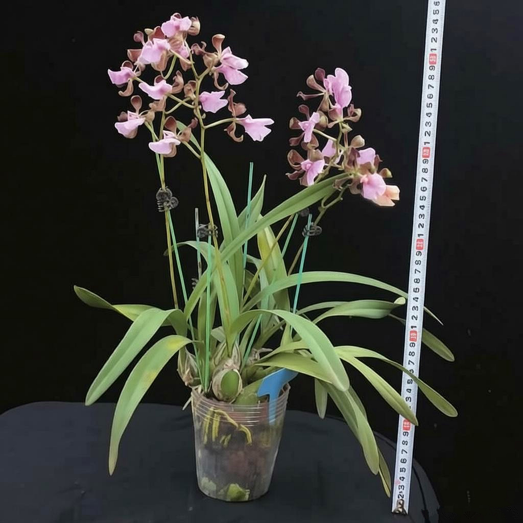 浓香型洋兰大头树兰盆栽兰花苗卡特兰花网红植物盆栽花卉基地特价图片