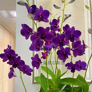 秋石斛大紫眸蓝天使石斛盆栽洋兰花卉办公室阳台绿植网红兰花苗